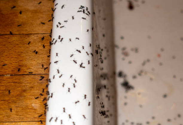 Best Wildlife Control Services  in Senoia, GA