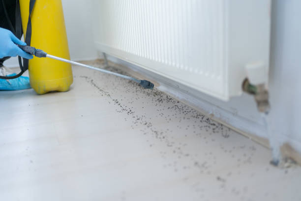 Best Affordable Pest Control Services  in Senoia, GA
