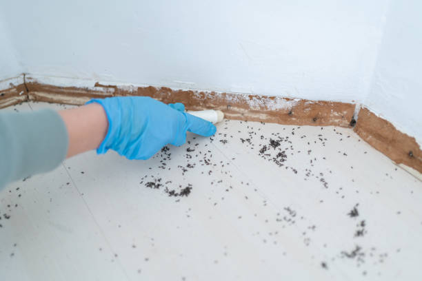 Best Pest Inspection Near Me  in Senoia, GA