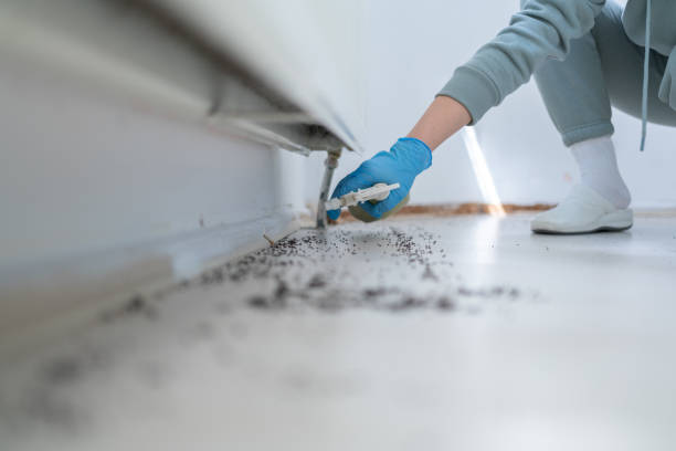 Wasp Removal Services in Senoia, GA